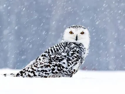 Wisdom Within Life's Sacred Living System