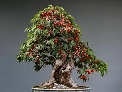 Wisdom Pills: Knowledge Vs Wisdom