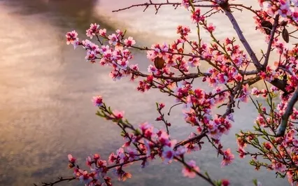 Wise Mind/Inner Wisdom Meditation