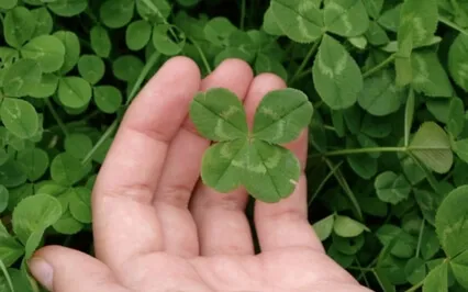 Wish You Had More Luck?