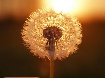 Wishing On A Dandelion