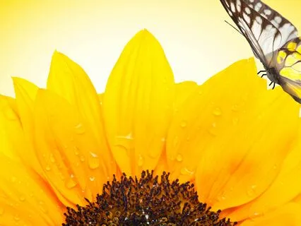 Wishing Wellbeing For Ourselves And Others