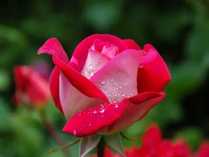 With Eyes Of Wonder: Radiance Sutras Verse 57