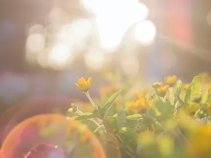 With Light (Extended 1 Hour Version)