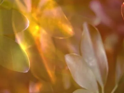 With The Sunlight : Ambient Music For Rest And Relaxation