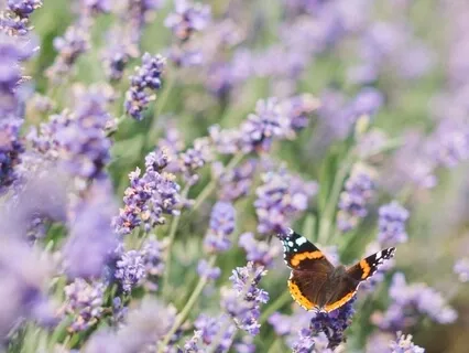 With You, Well Pleased