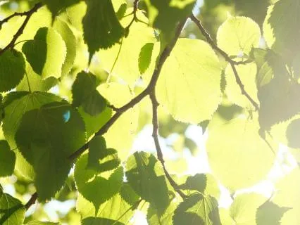 Withdraw From The Mind ~ Return To The Heart