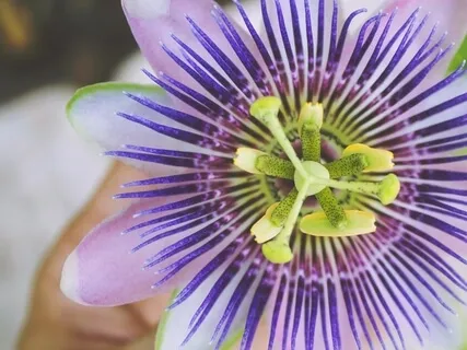 Within The Process - A Teaching To Cultivate Compassion And Awe