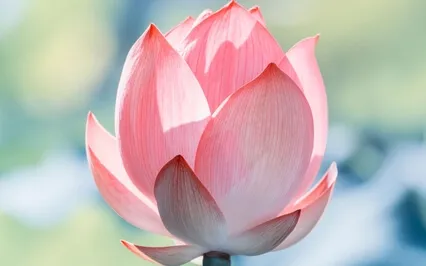 Without Self-Awareness, Feeling Innocent Is An Illusion