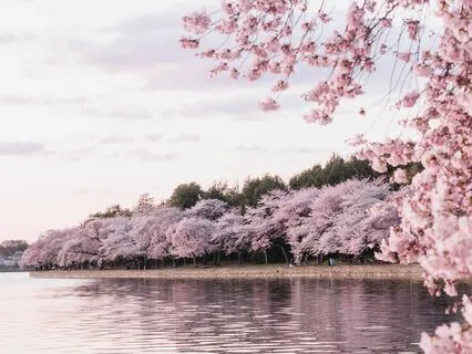Witness The Beauty