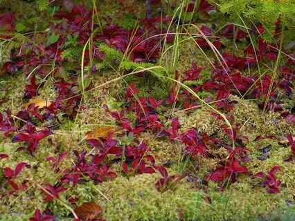 Witnessing Awareness And Yoga Nidra