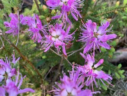 Witnessing Our Emotional Heart Center