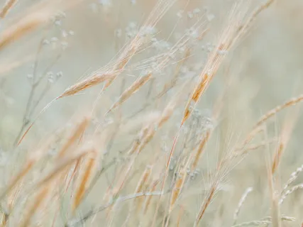 Witnessing The Breath