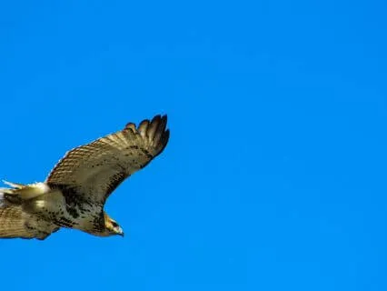 Witnessing Thoughts: A Practice To Calm The Mind And Body