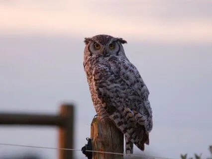 Witnessing Thoughts Into Stillness: A Yoga Nidra Practice