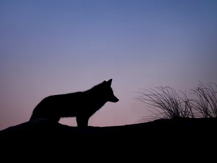 Wolf Full Moon For 17th January