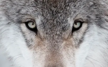 Wolf Moon Energy Meditation & Talk