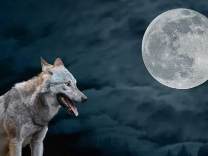 Wolf Moon Meditation Release The Old Embrace The New