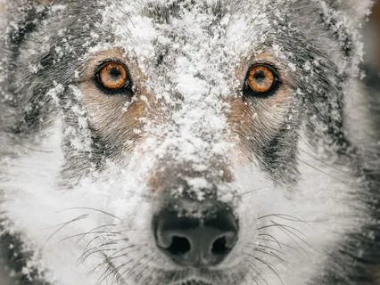 Wolf Moon Meditation (with Music)