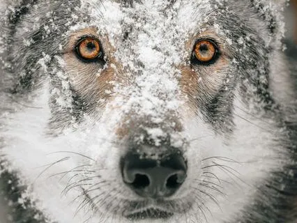 Wolf Moon Meditation