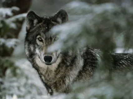 Wolf Moon Reiki Journey (No Music)