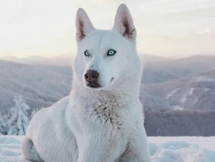 Wolf Moon: Shamanic Journey To The Crystalline Guardian