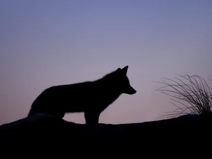 Wolf Pack Howling At Night