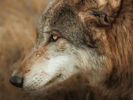 Wolf South Wind Fire Archangel Michael