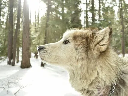 Wolfgang And The Secret Of The Wild, A Children's Book