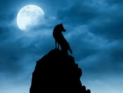 Wolves And Moon