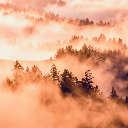 Wolves In The Mist ~ Wolf Spirit Guide Meditation 