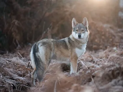 Woman Who Runs With The Wolves