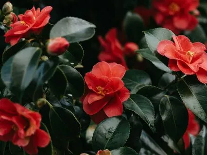 Womb Awakening And Activation Affirmations