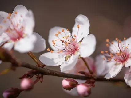 Womb Awakening Meditation