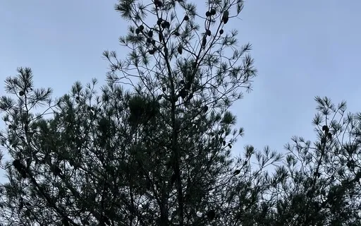 Womb Clearing Meditation