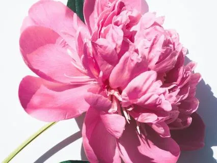 Womb Connection Somatic Meditation