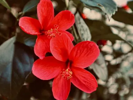 Womb Healing Affirmations - A Sacred Space