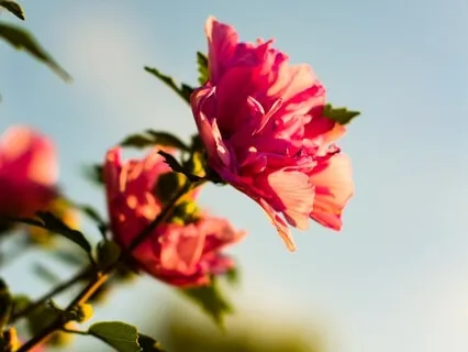 Womb Tree Practice By Miranda Gray