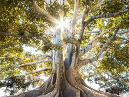 Womb Tree: Connect Our Body To Earth And Heaven
