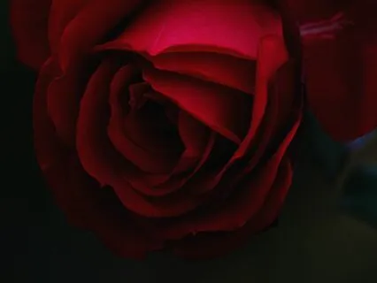 Womb Clearing + Healing Ritual