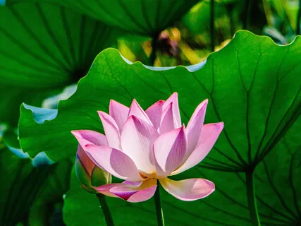 Womb Wisdom Meditation  Cleaning & Healing