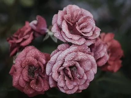 Womb Yoga Nidra: Deep Healing