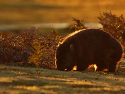 Wombat Wisdom: Grounding, Boundaries & Quiet Strength