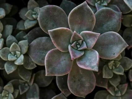 Wonder Leads The Way