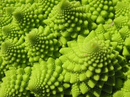 Wonder Now: The Food On Your Plate