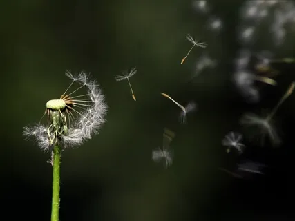 Wonder - Peaceful, Hopeful, Harp & Violin