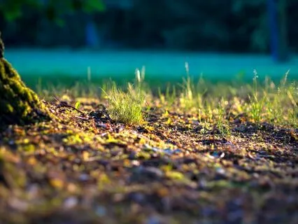 Woo Whisper - Simple Grounding With Sound