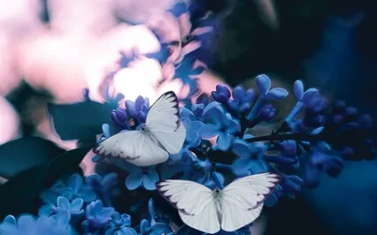 Wood Element Imagery Yoga Nidrā