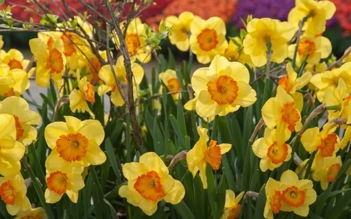 Wood Element: Liver & Gall Bladder For Springtime