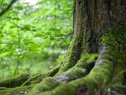 Wood - Remastered 2025